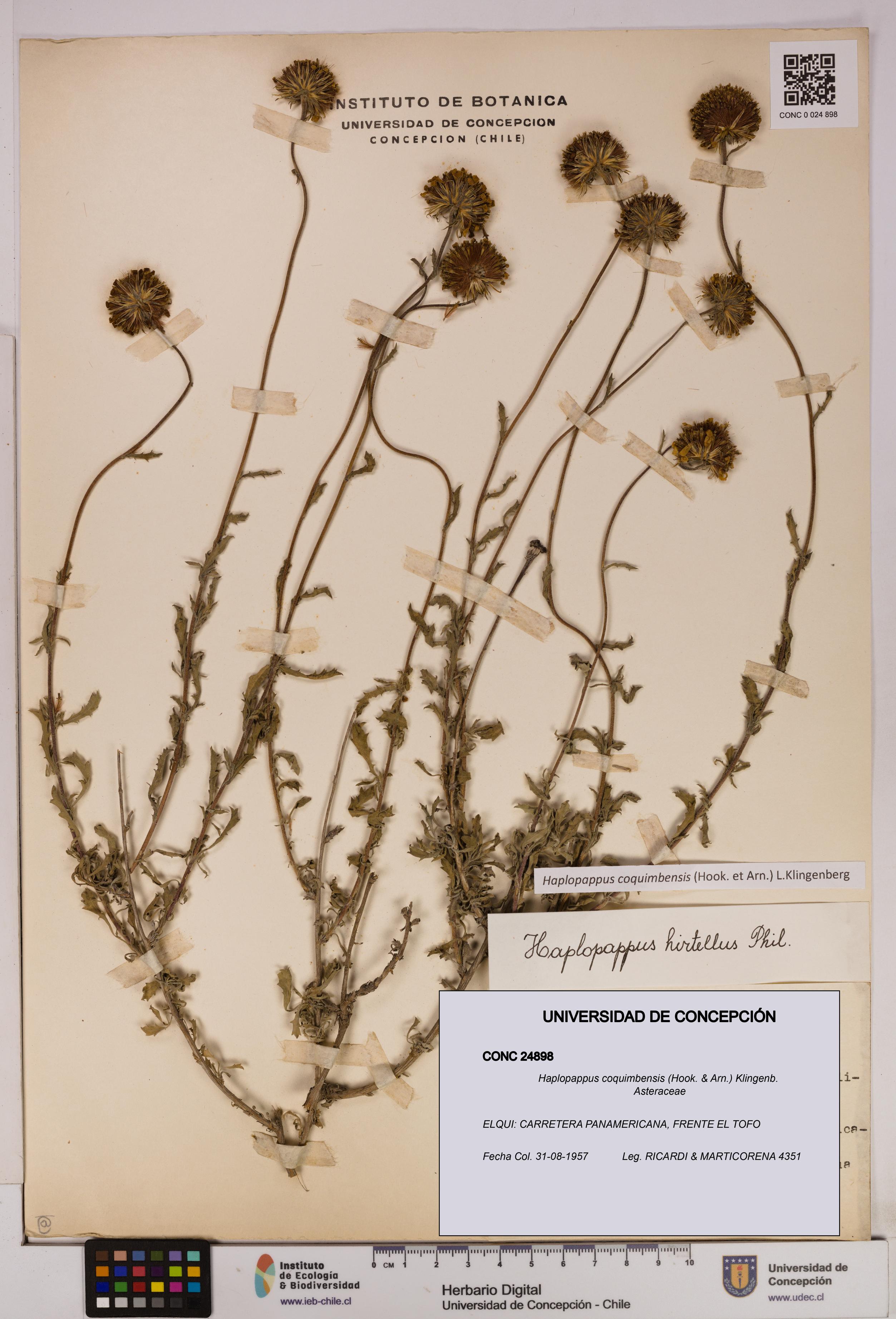 Haplopappus coquimbensis [Espécimen: UDEC:CONC:0024898]