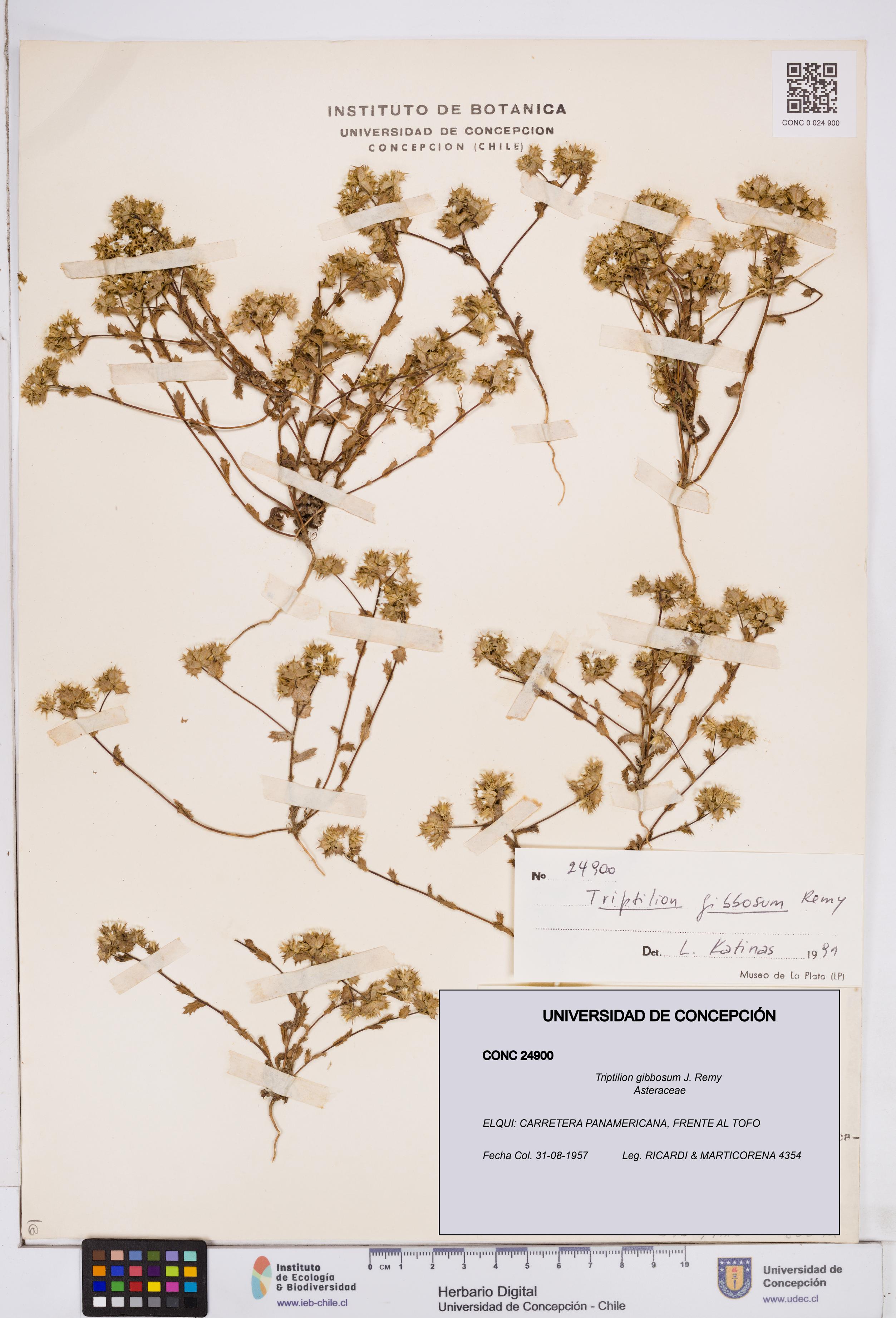 Triptilion gibbosum [Espécimen: ]