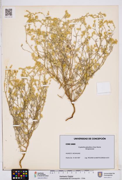 Cryptantha globulifera [Espécimen: ]