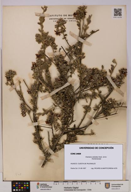 Krameria cistoidea [Espécimen: UDEC:CONC:0024926]
