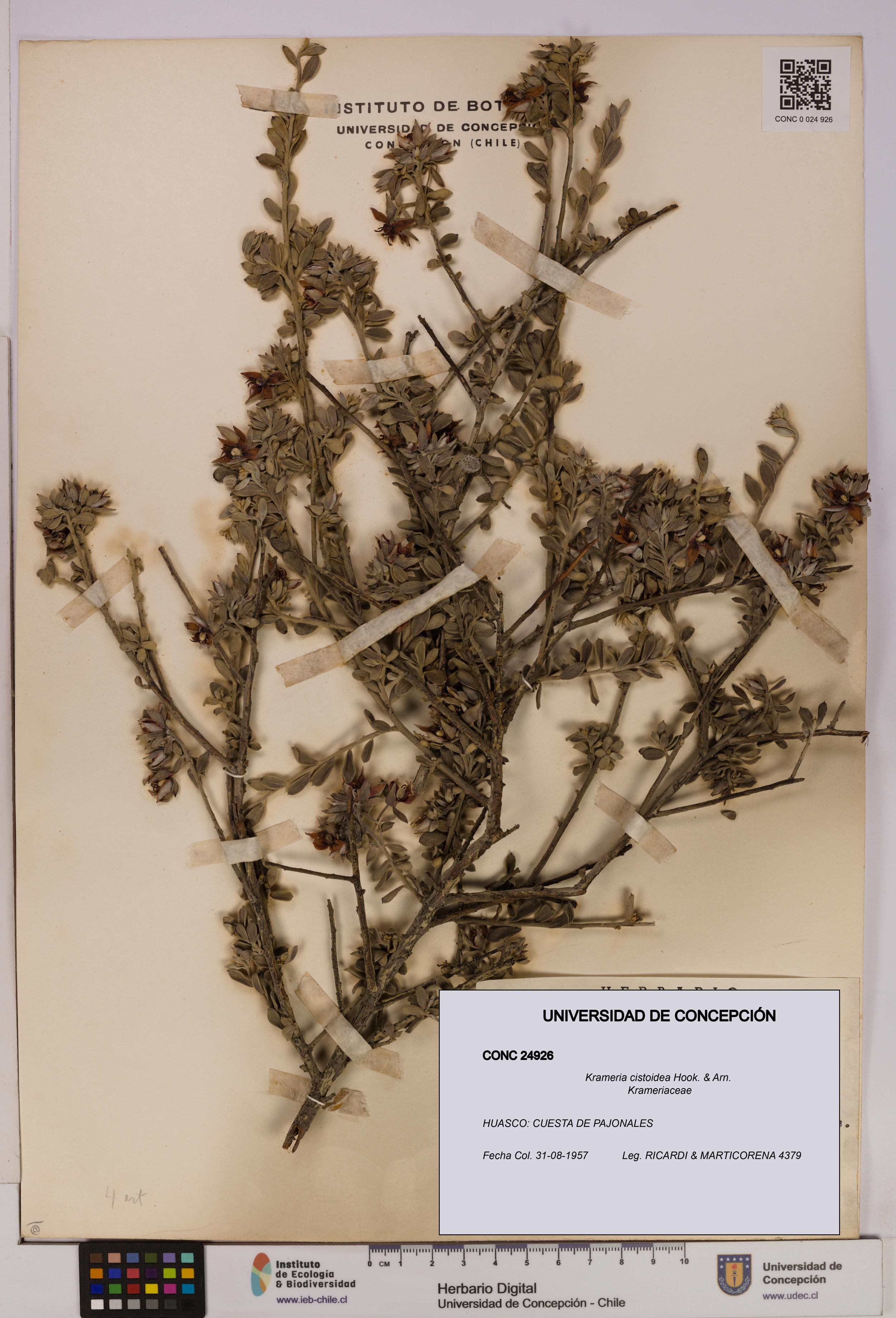 Krameria cistoidea [Espécimen: UDEC:CONC:0024926]