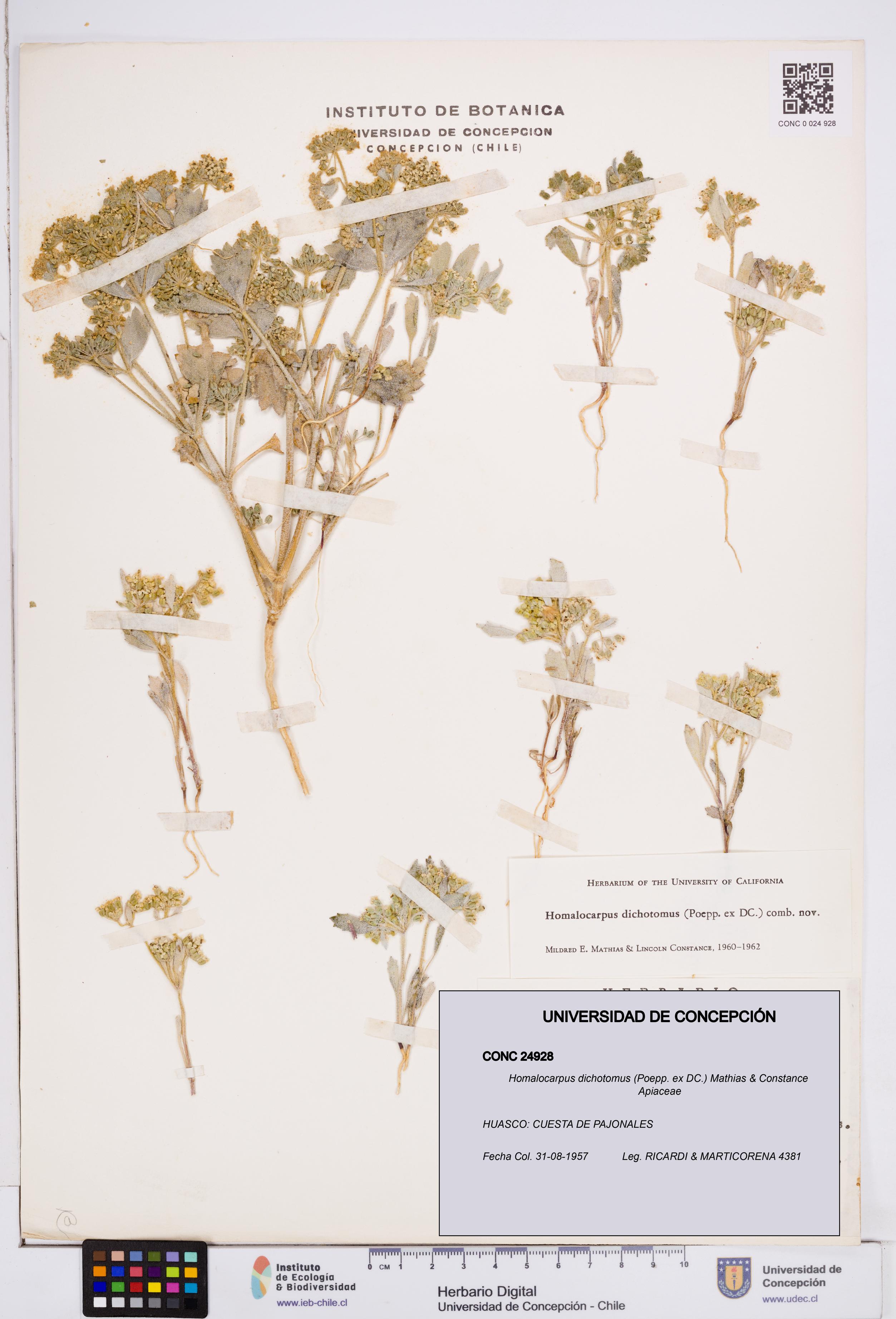 Homalocarpus dichotomus [Espécimen: ]