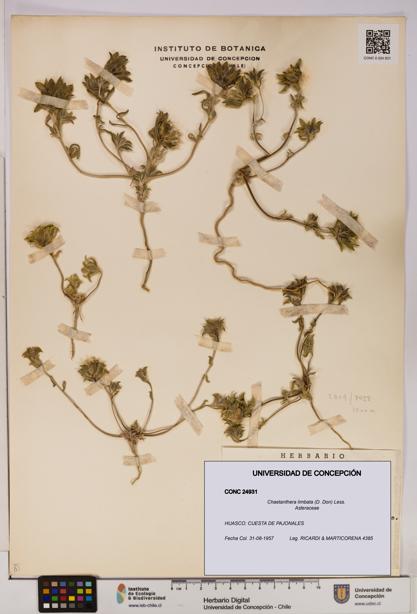 Chaetanthera limbata [Espécimen: UDEC:CONC:0024931]