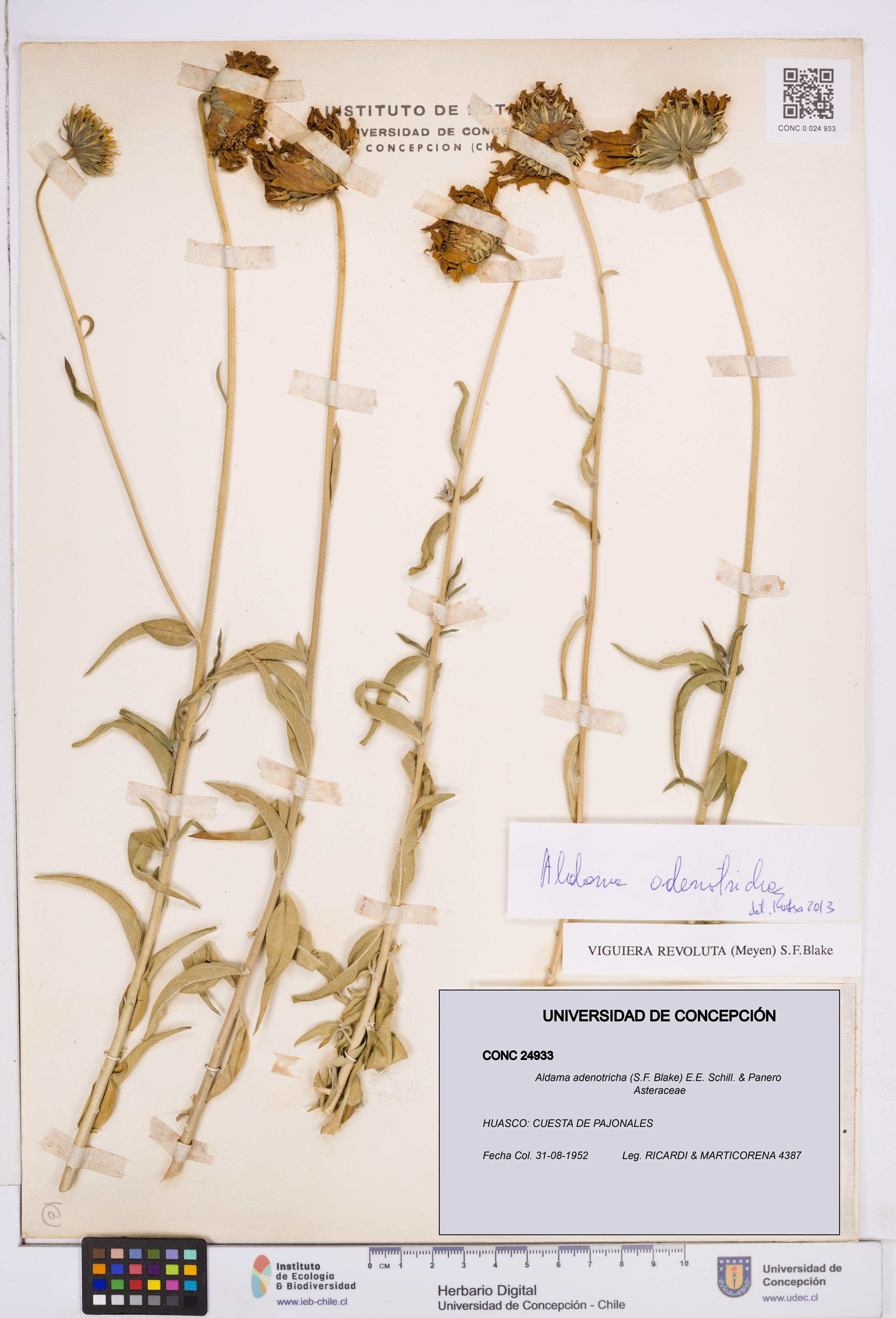 Aldama adenotricha [Espécimen: ]