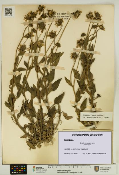 Encelia canescens [Espécimen: UDEC:CONC:0024938]