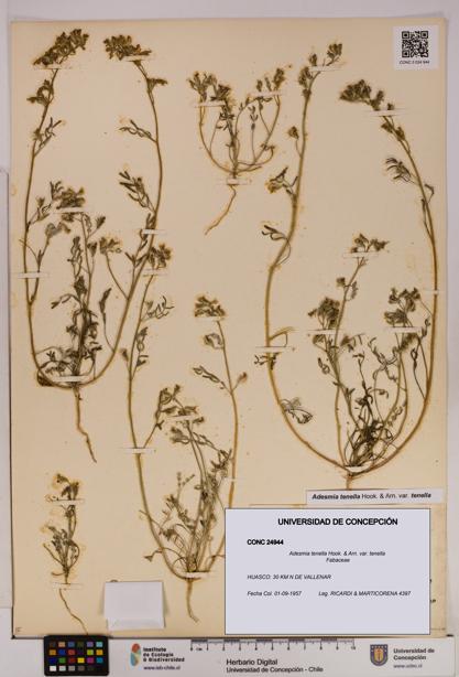 Adesmia tenella var. tenella [Espécimen: UDEC:CONC:0024944]