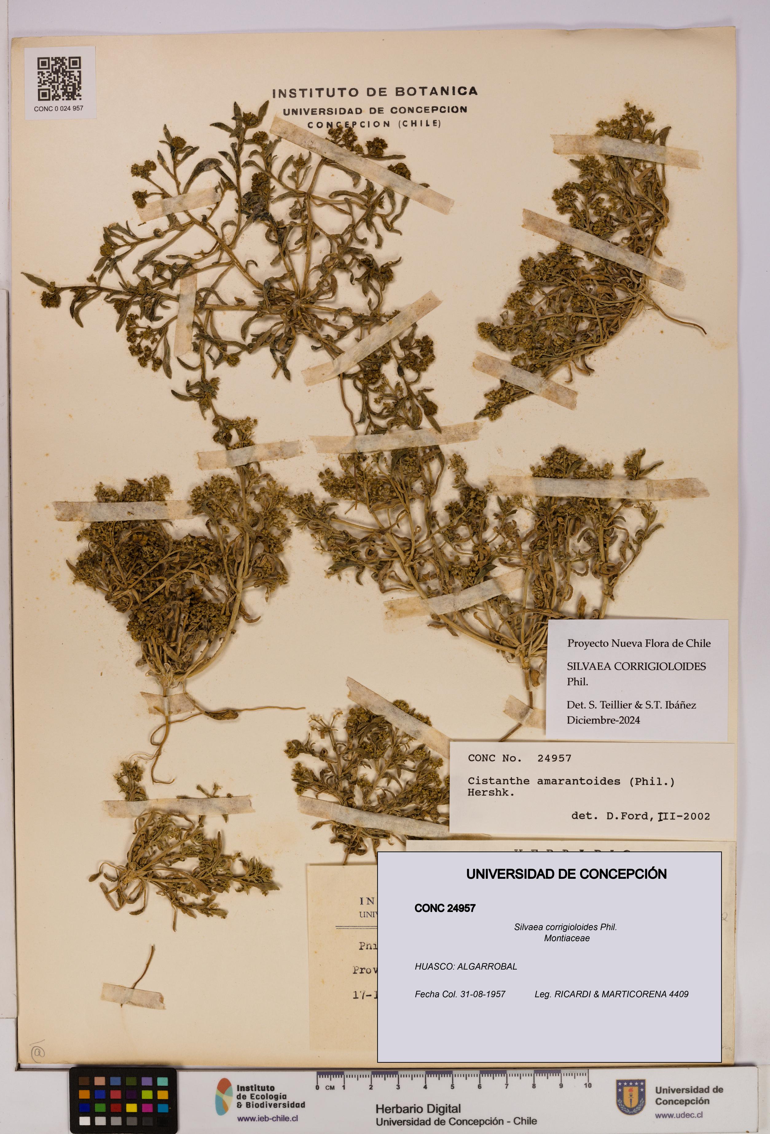 Silvaea corrigioloides [Espécimen: UDEC:CONC:0024957]