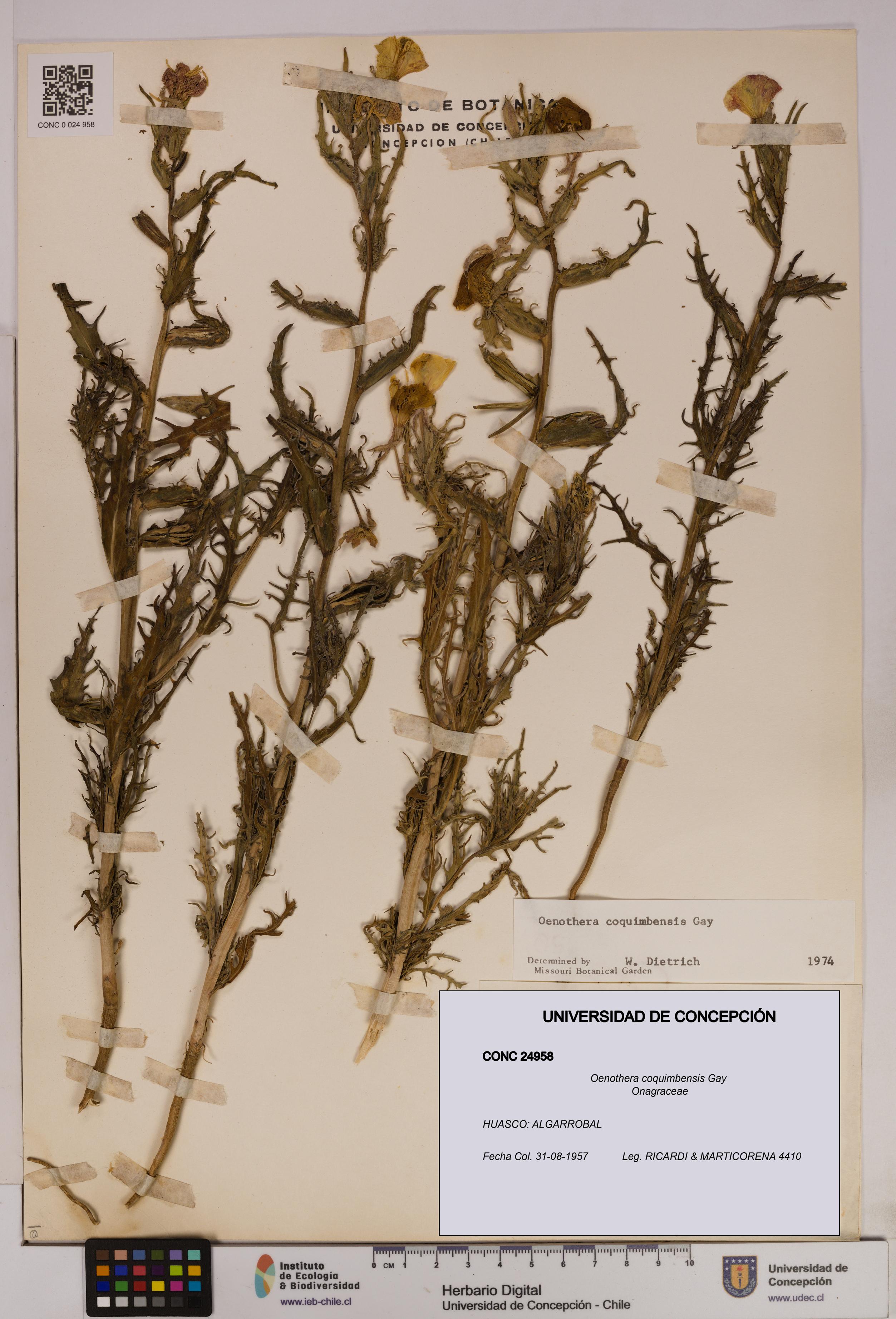 Oenothera coquimbensis [Espécimen: UDEC:CONC:0024958]