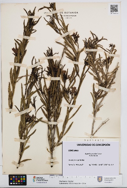 Skytanthus acutus [Espécimen: UDEC:CONC:0024960]