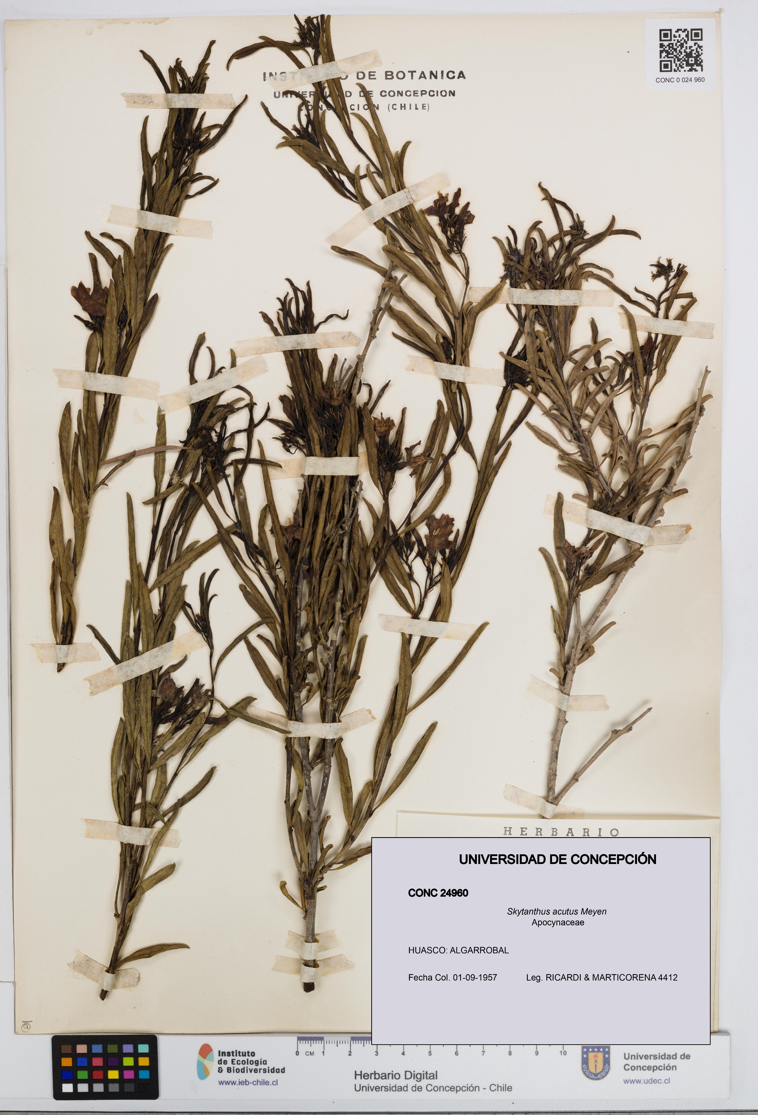 Skytanthus acutus [Espécimen: UDEC:CONC:0024960]