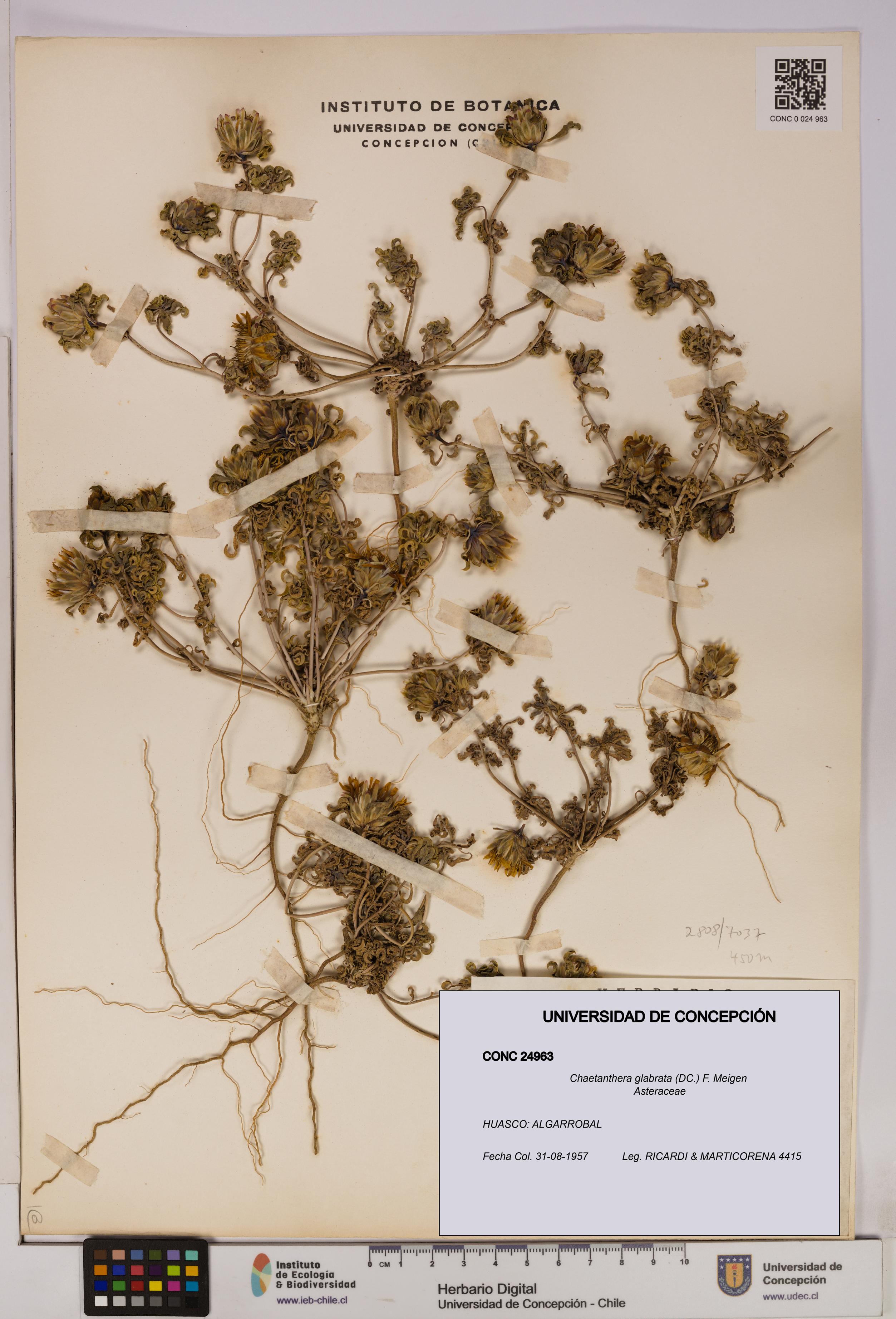 Chaetanthera glabrata [Espécimen: UDEC:CONC:0024963]