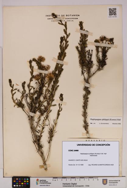 Haplopappus philippii [Espécimen: UDEC:CONC:0024968]