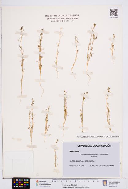 Cyclospermum laciniatum [Espécimen: ]