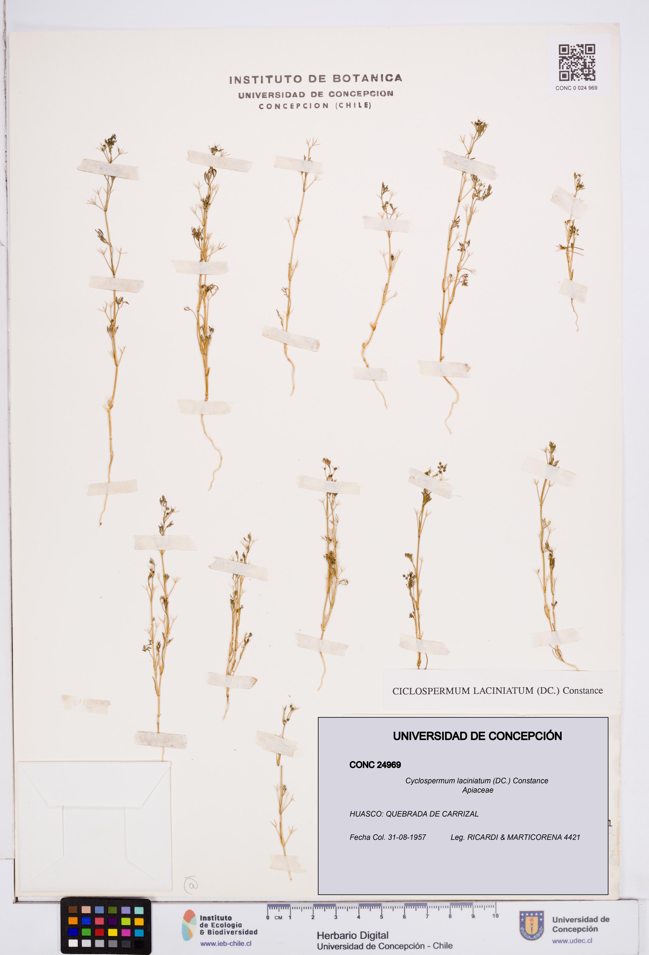 Cyclospermum laciniatum [Espécimen: ]