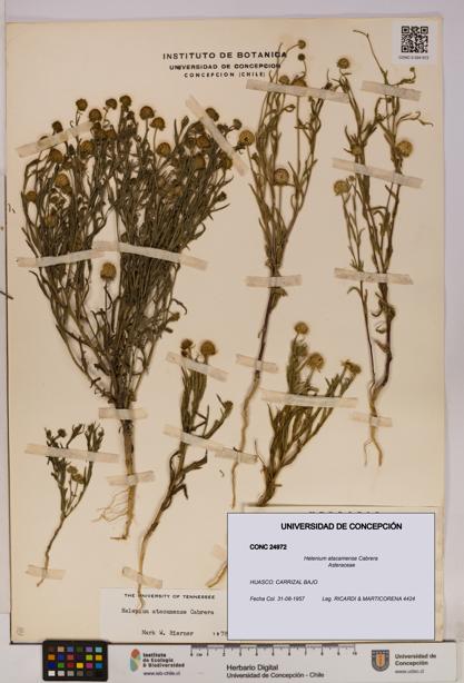 Helenium atacamense [Espécimen: UDEC:CONC:0024972]
