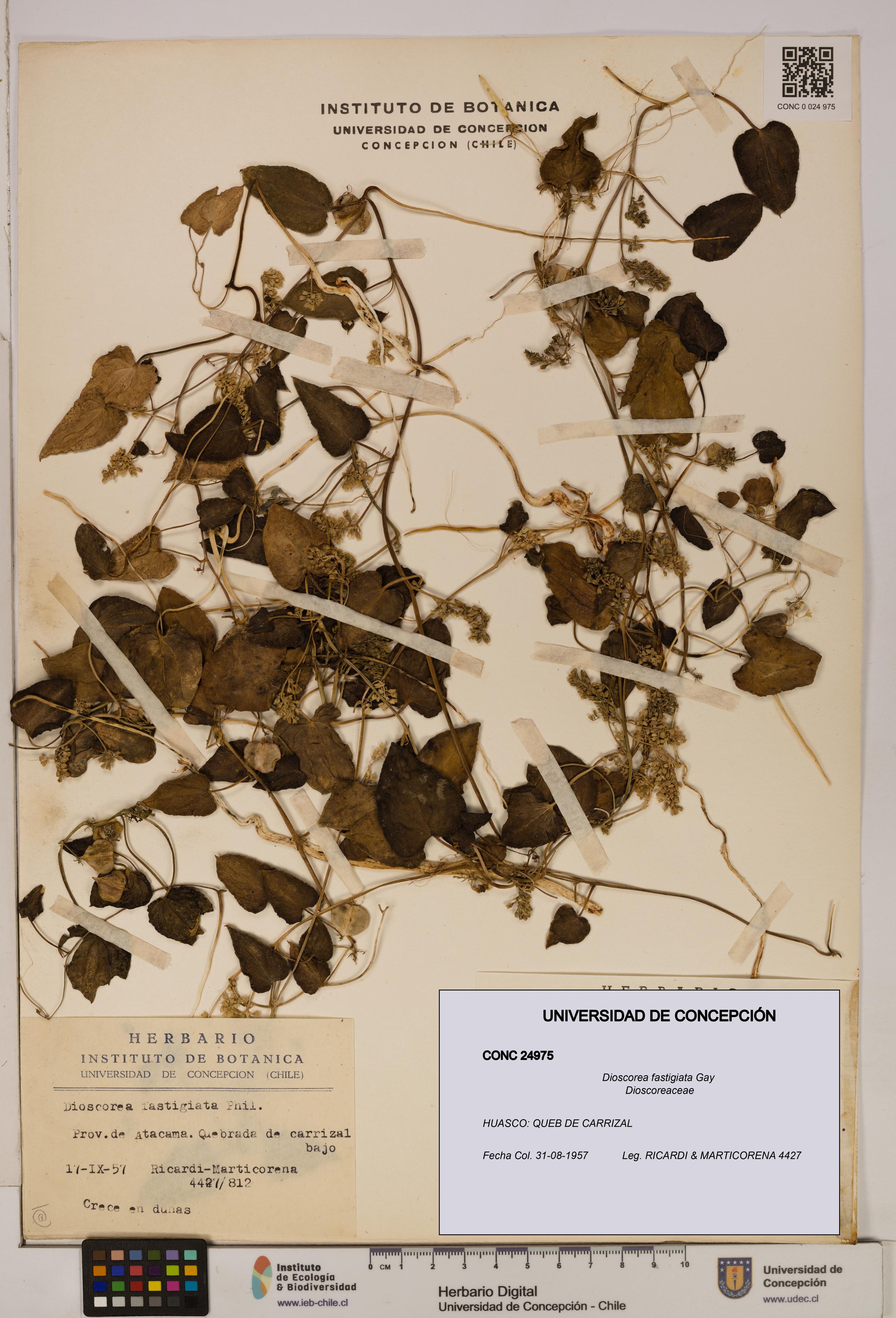 Dioscorea fastigiata [Espécimen: ]