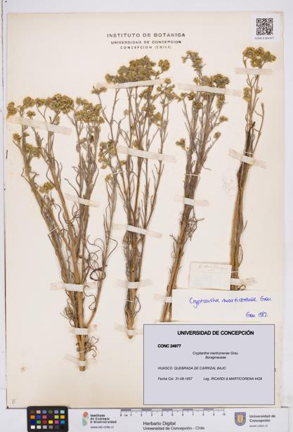 Cryptantha marticorenae [Espécimen: ]