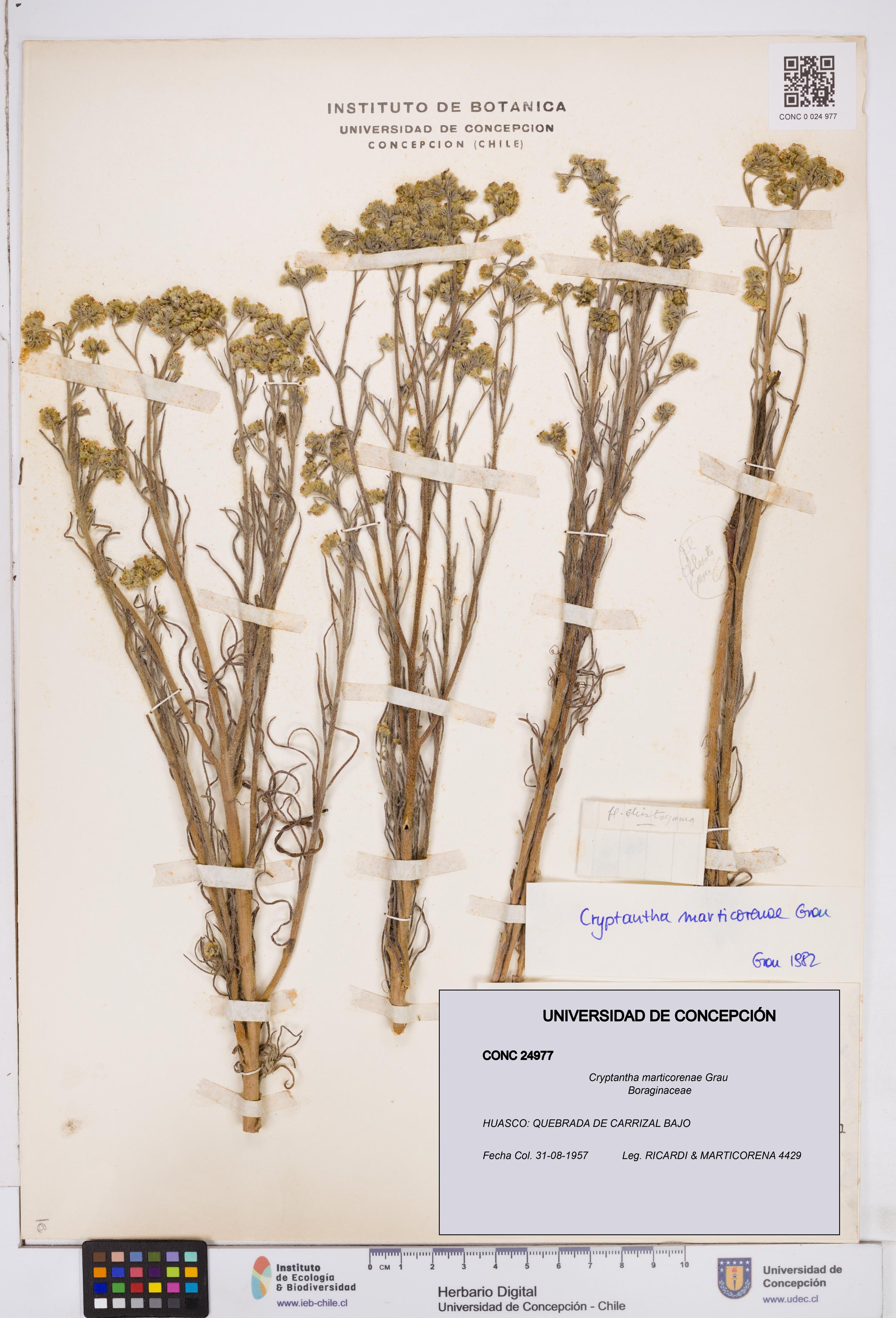 Cryptantha marticorenae [Espécimen: ]