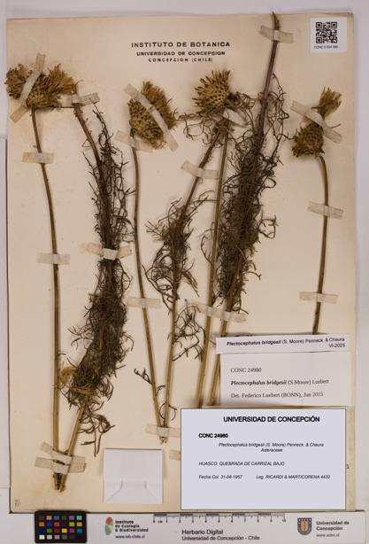 Plectocephalus bridgesii [Espécimen: UDEC:CONC:0024980]