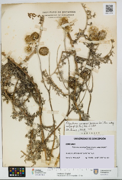 Polyachyrus poeppigii [Espécimen: UDEC:CONC:0024981]
