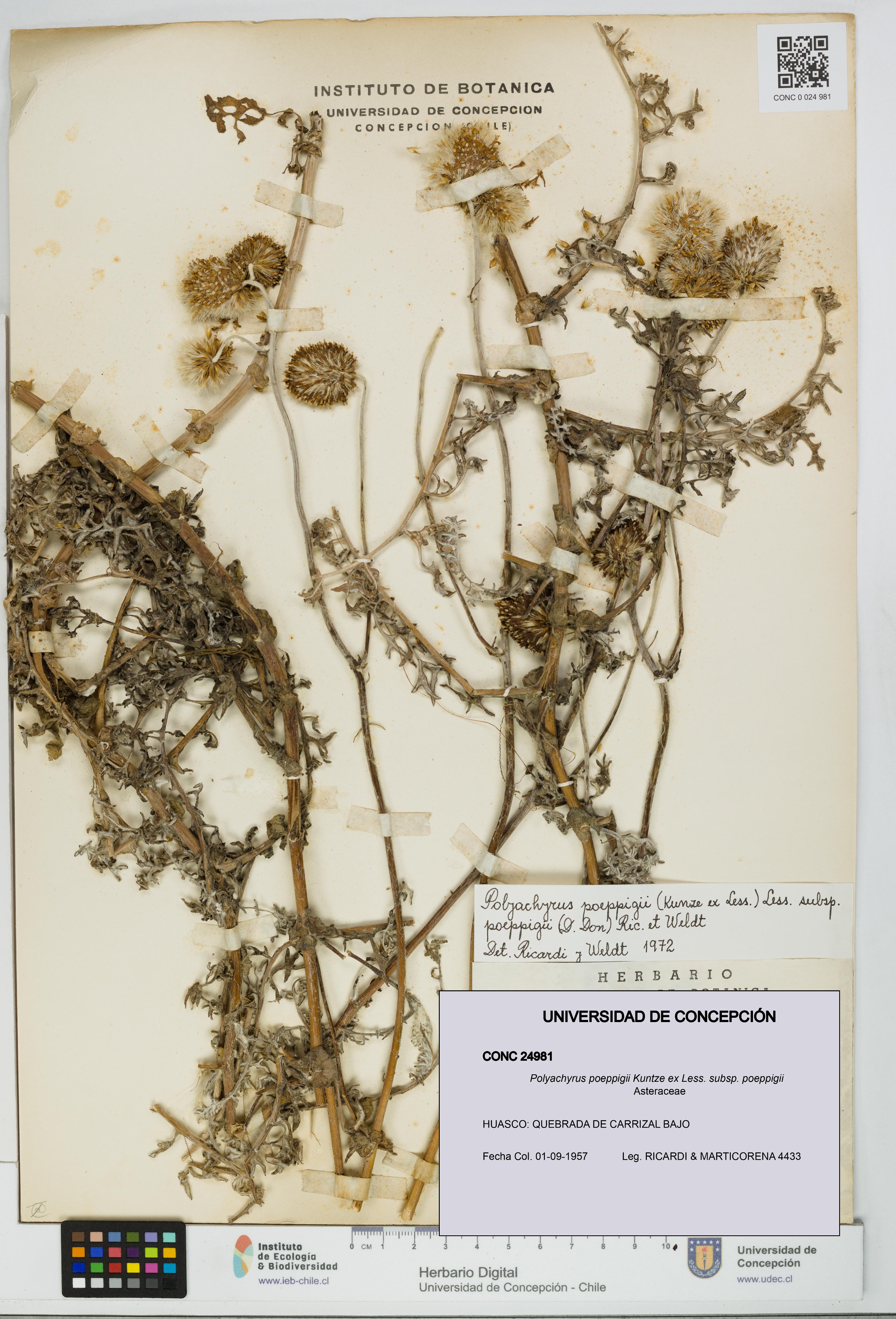 Polyachyrus poeppigii [Espécimen: UDEC:CONC:0024981]