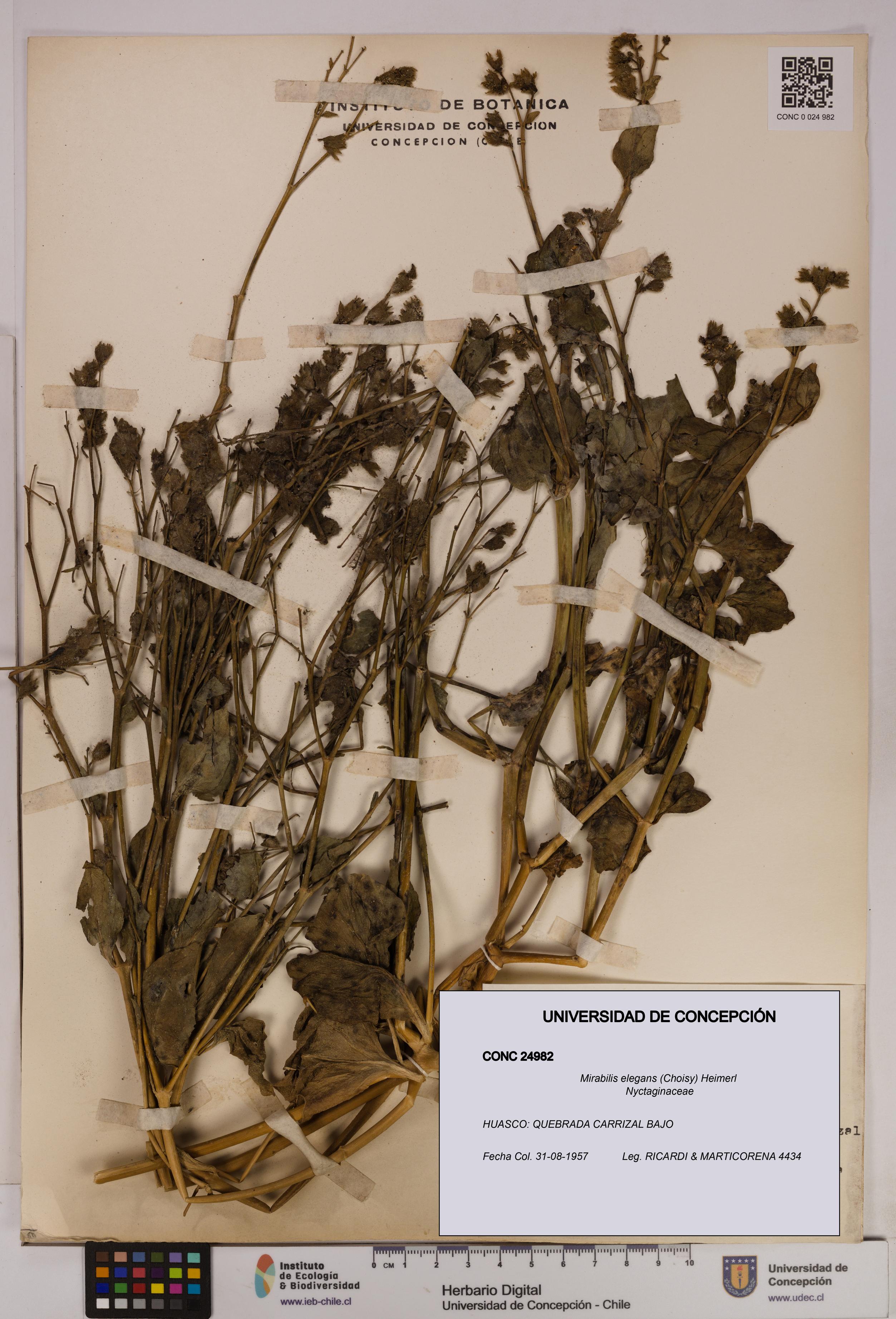 Mirabilis elegans [Espécimen: UDEC:CONC:0024982]