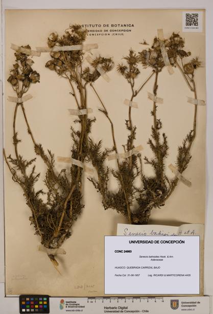 Senecio bahioides [Espécimen: UDEC:CONC:0024983]
