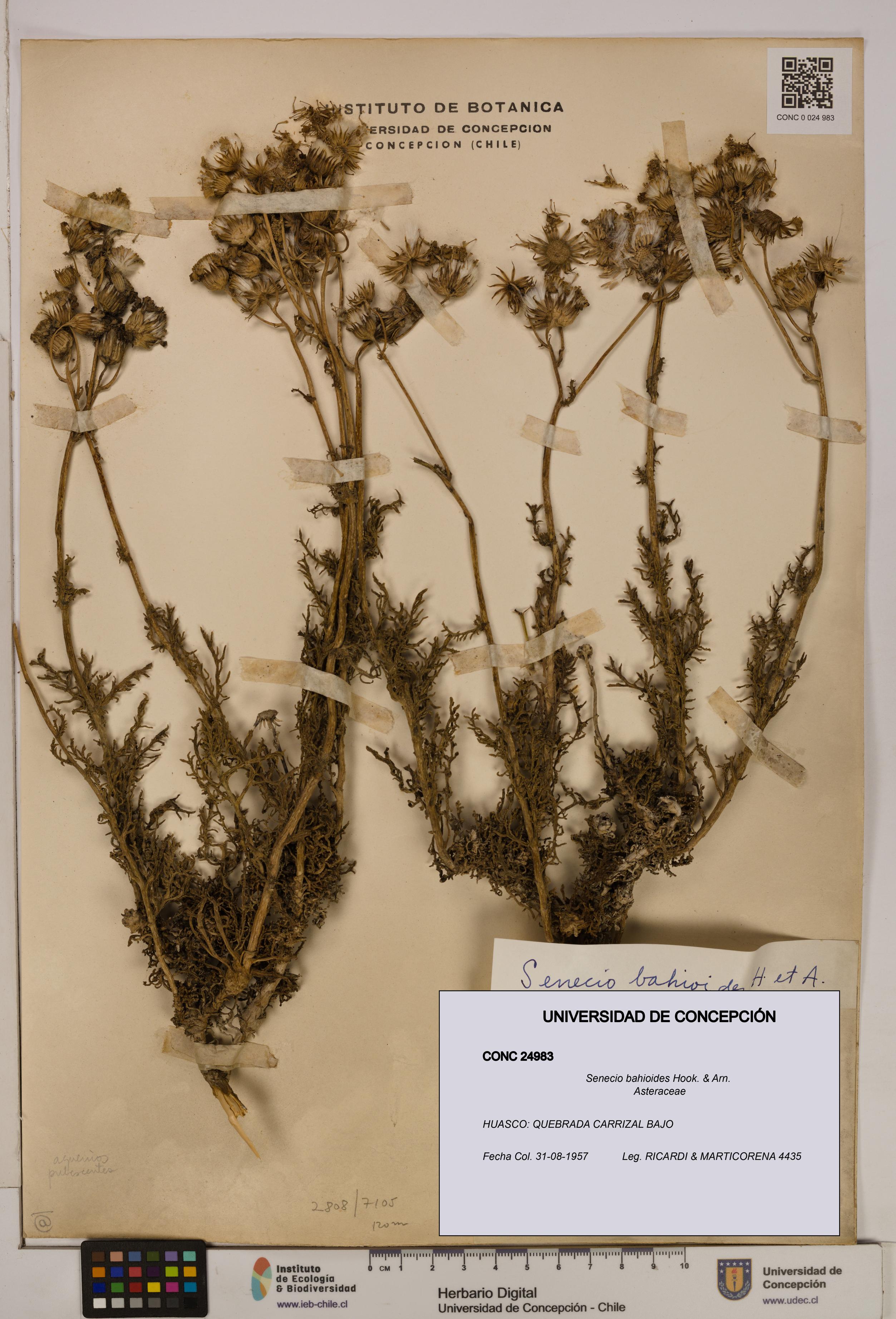 Senecio bahioides [Espécimen: UDEC:CONC:0024983]