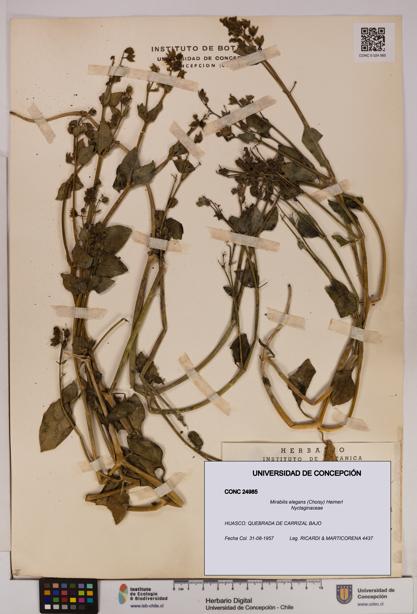 Mirabilis elegans [Espécimen: UDEC:CONC:0024985]