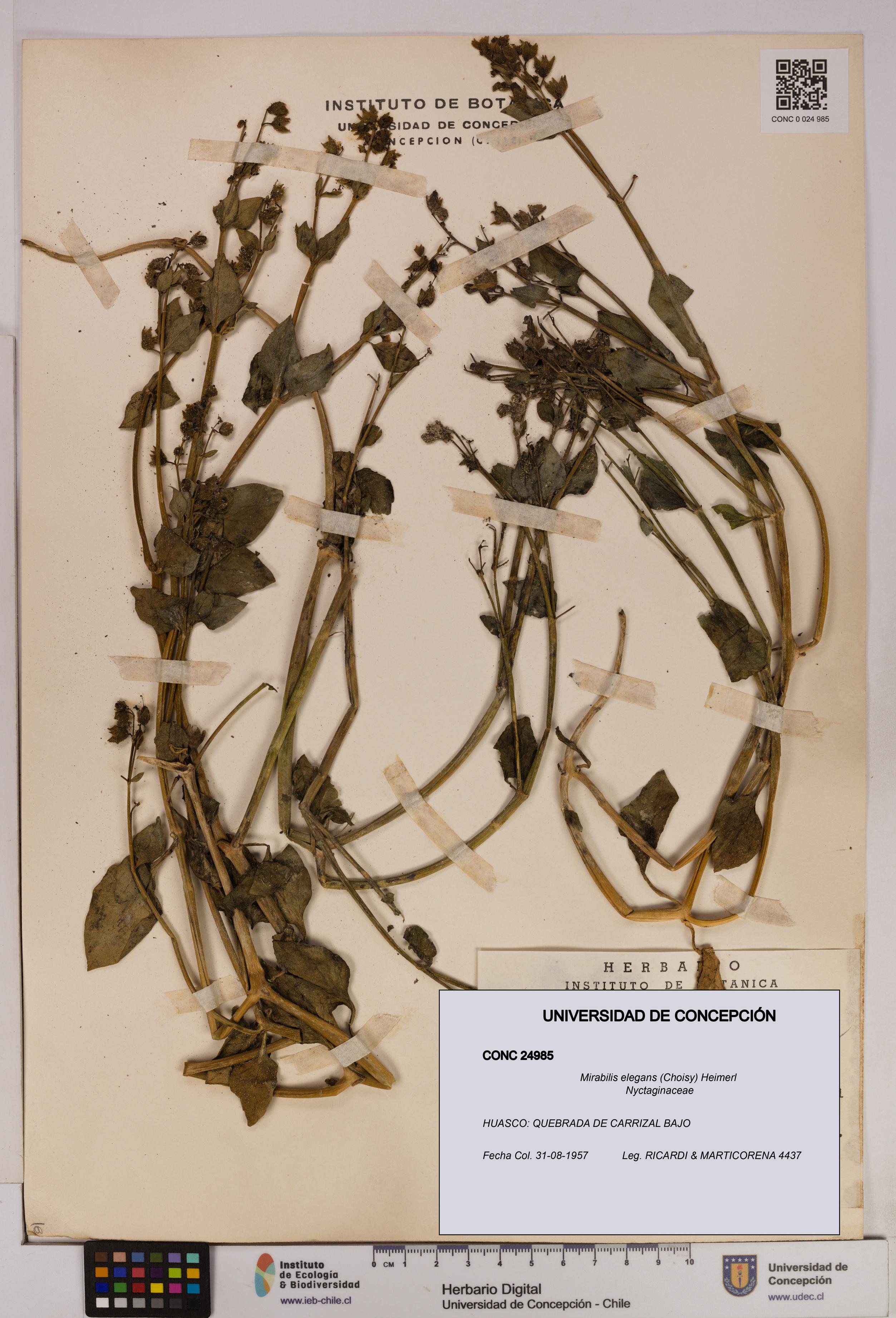 Mirabilis elegans [Espécimen: UDEC:CONC:0024985]