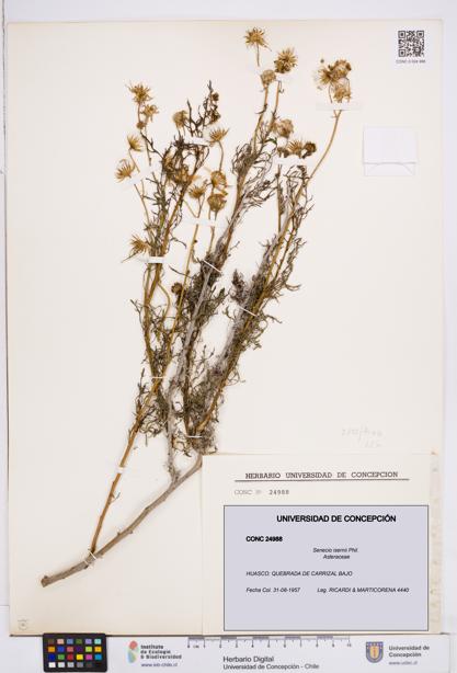 Senecio isernii [Espécimen: ]
