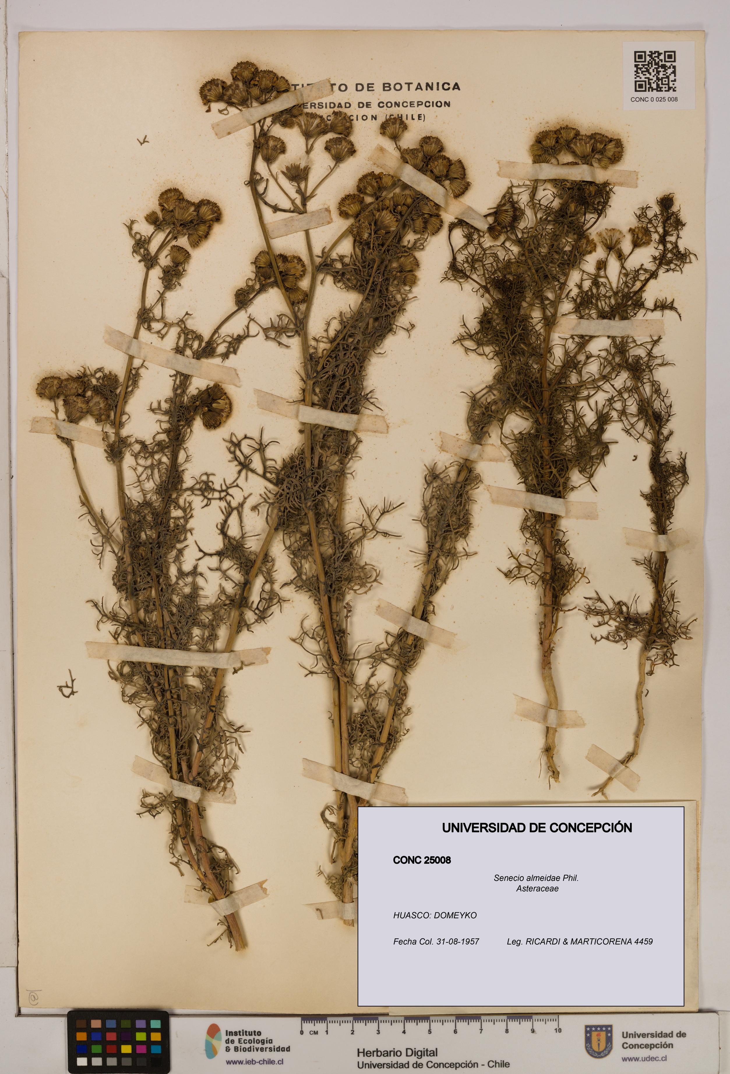 Senecio almeidae [Espécimen: UDEC:CONC:0025008]