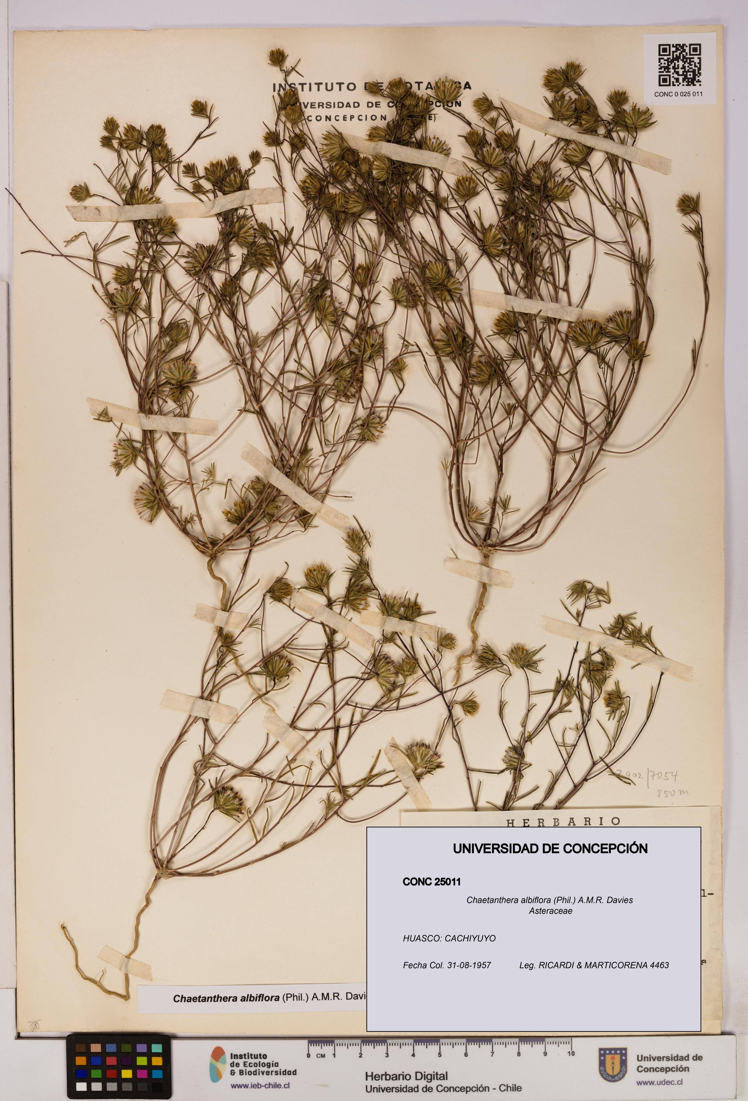 Chaetanthera albiflora [Espécimen: UDEC:CONC:0025011]