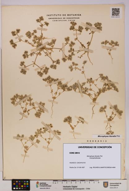 Microphyes litoralis [Espécimen: UDEC:CONC:0025012]