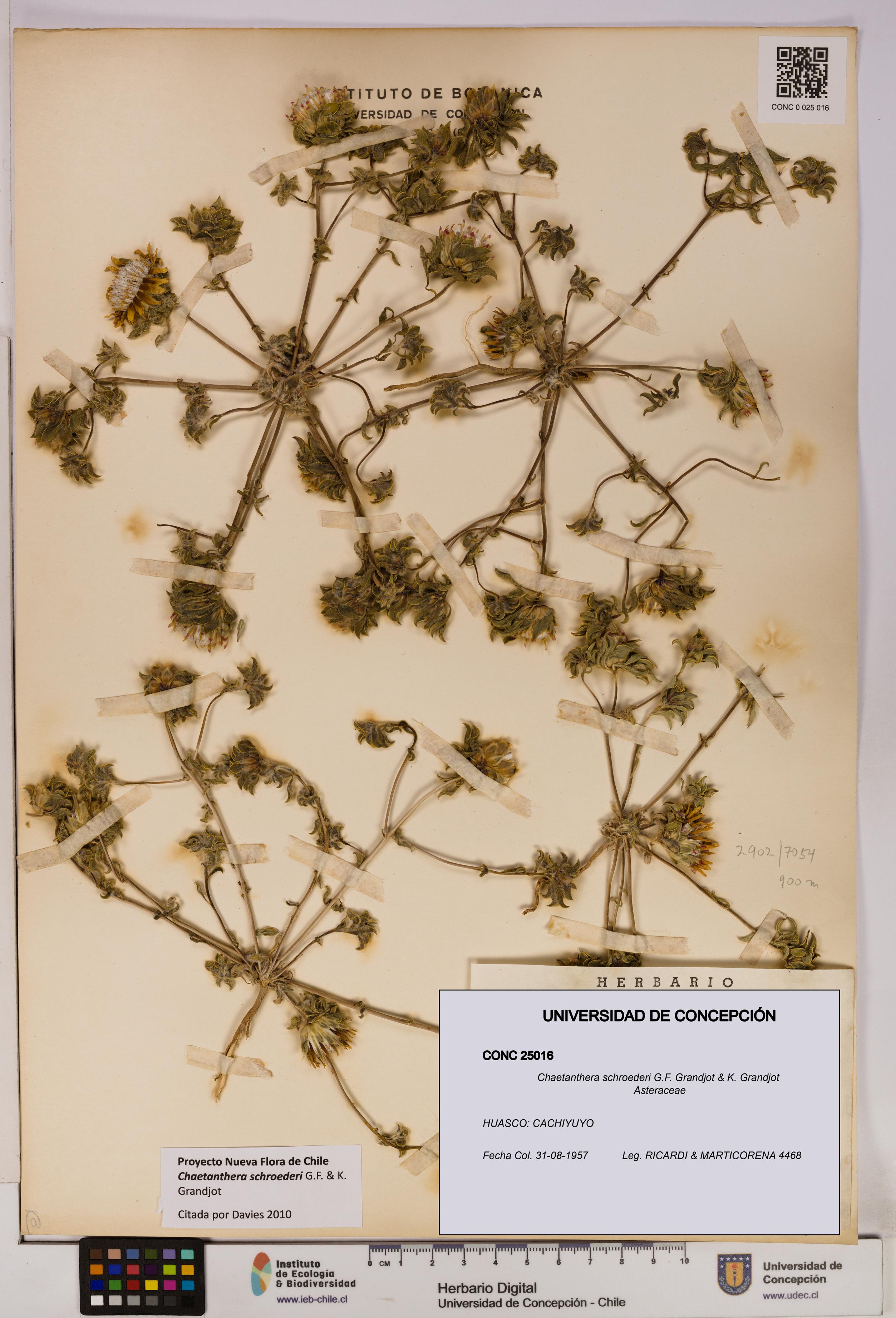 Chaetanthera schroederi [Espécimen: UDEC:CONC:0025016]