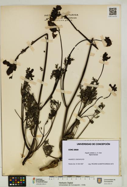 Argylia radiata [Espécimen: UDEC:CONC:0025020]