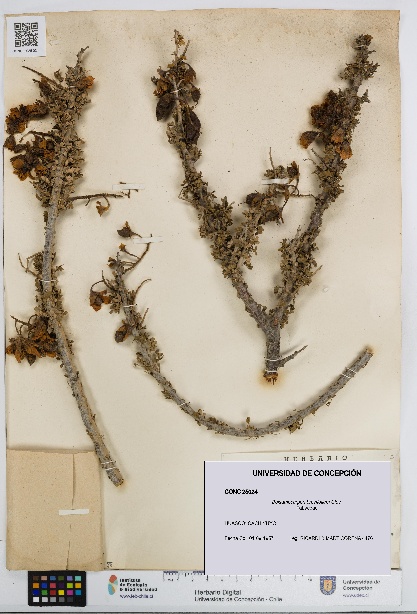 Balsamocarpon brevifolium [Espécimen: UDEC:CONC:0025024]