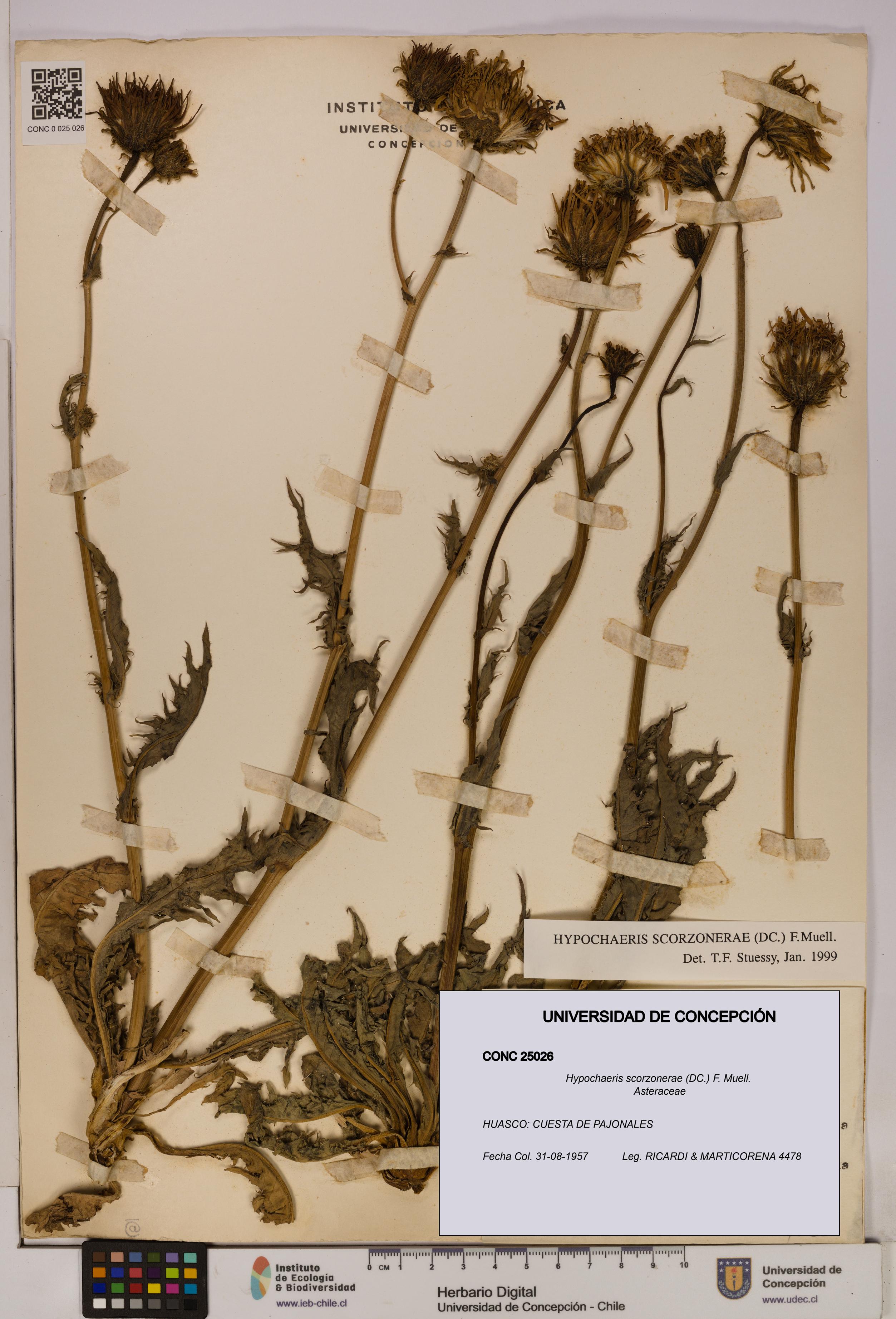 Hypochaeris scorzonerae [Espécimen: UDEC:CONC:0025026]