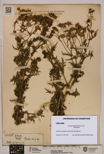Senecio bahioides [Espécimen: UDEC:CONC:0025028]