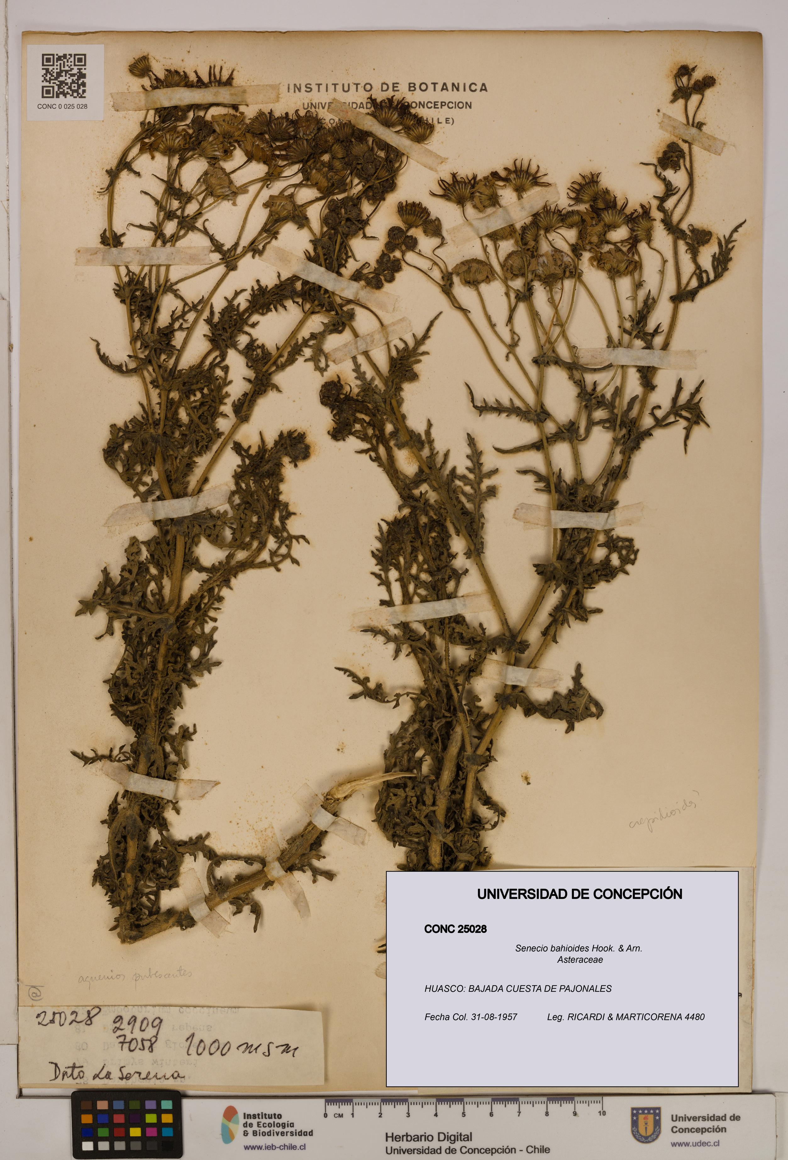 Senecio bahioides [Espécimen: UDEC:CONC:0025028]