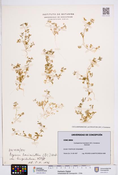 Cyclospermum laciniatum [Espécimen: ]