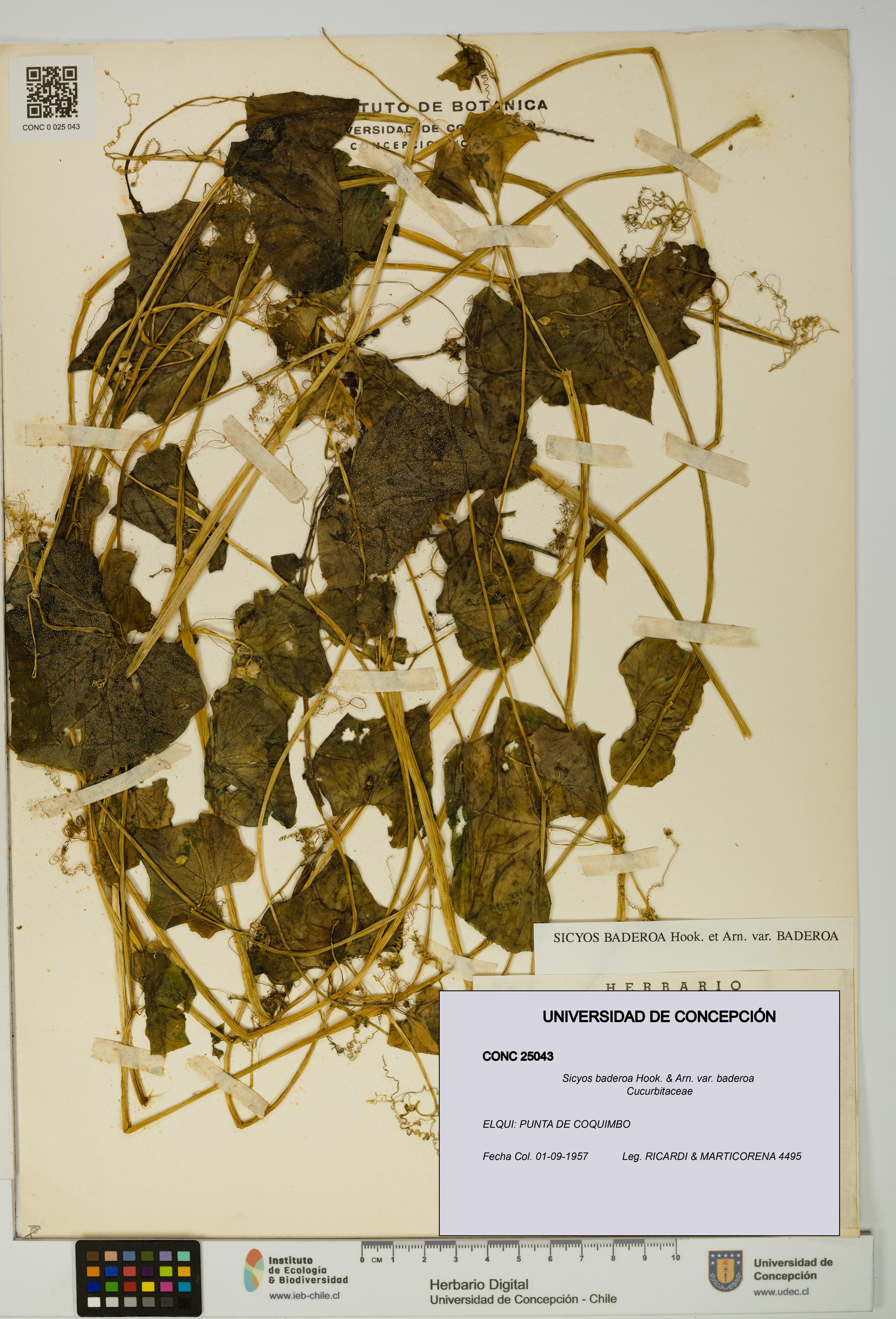 Sicyos baderoa var. baderoa [Espécimen: UDEC:CONC:0025043]