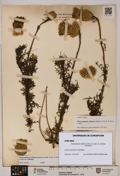 Plectocephalus chilensis [Espécimen: ]