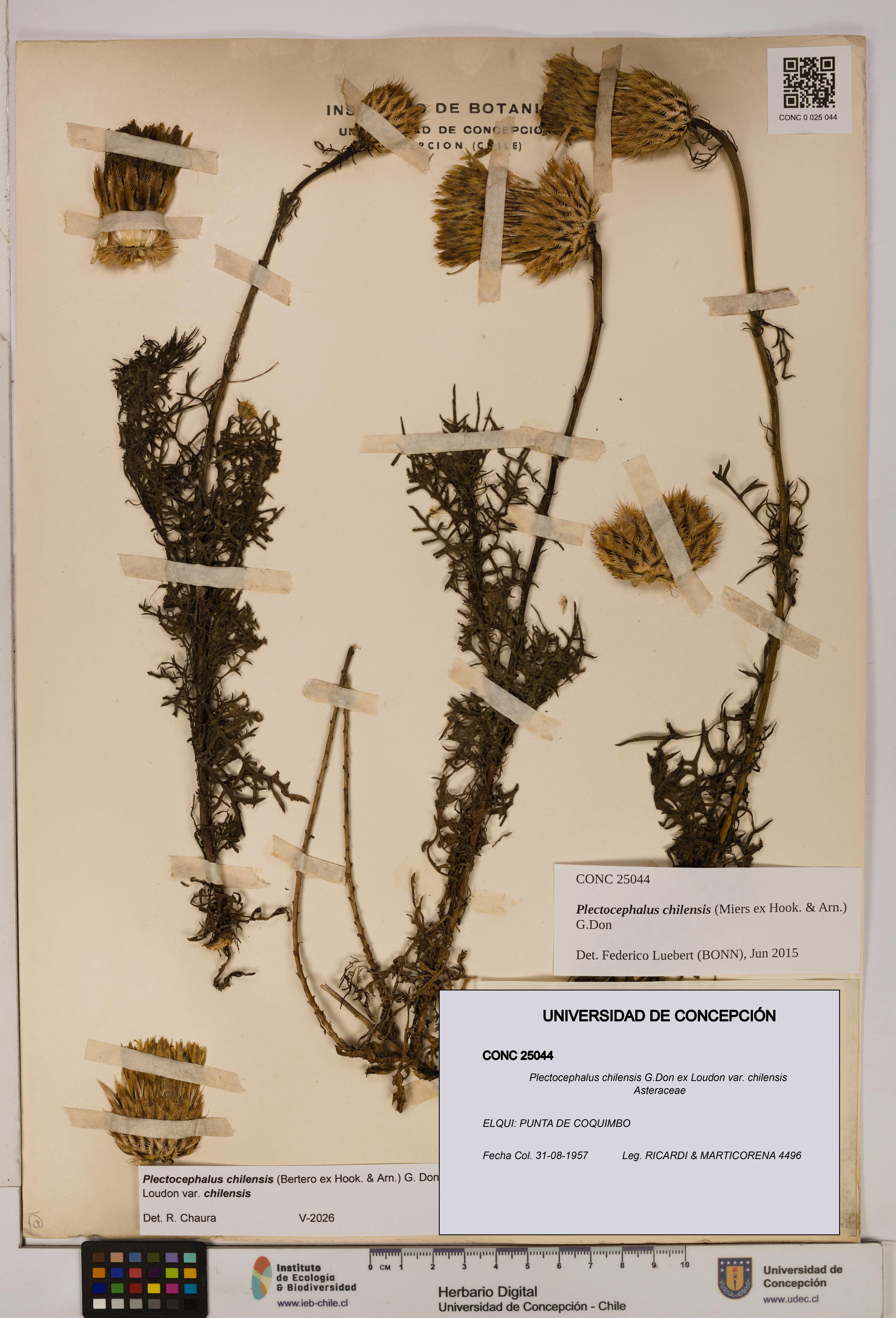 Plectocephalus chilensis [Espécimen: ]