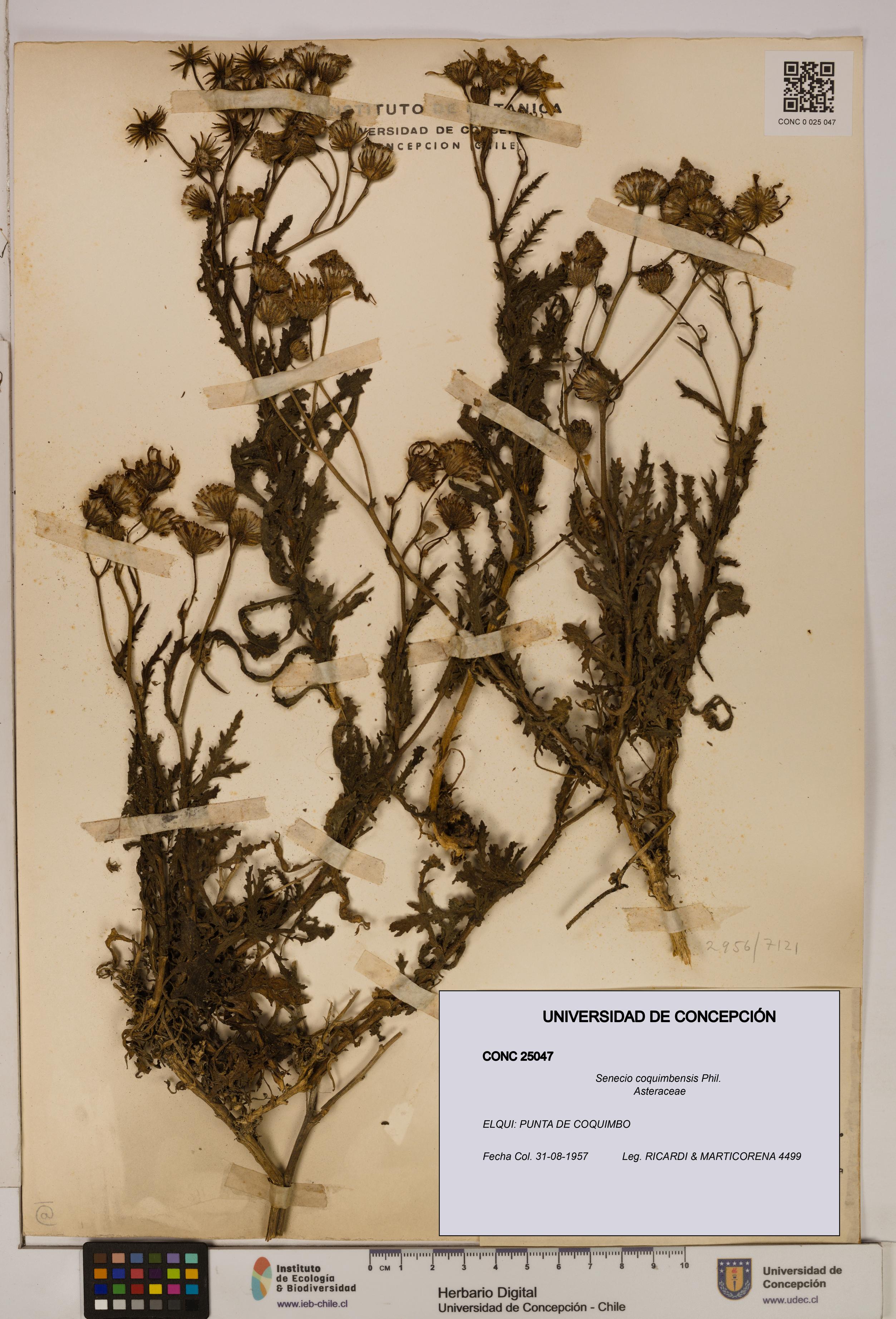 Senecio coquimbensis [Espécimen: UDEC:CONC:0025047]
