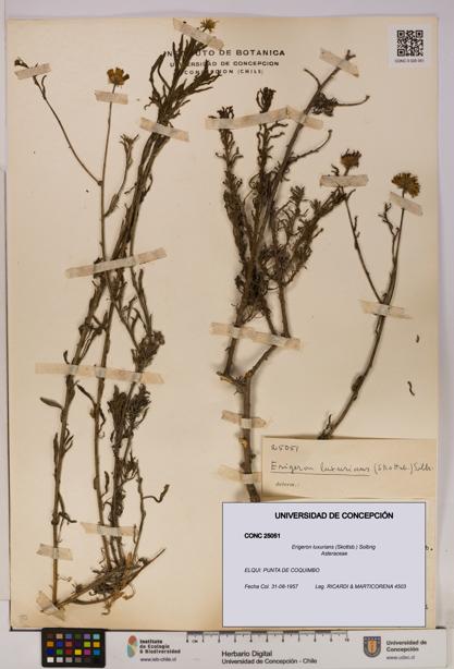 Erigeron luxurians [Espécimen: UDEC:CONC:0025051]