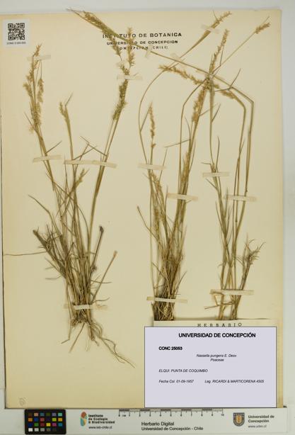 Nassella pungens [Espécimen: UDEC:CONC:0025053]