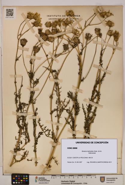 Senecio bahioides [Espécimen: UDEC:CONC:0025059]