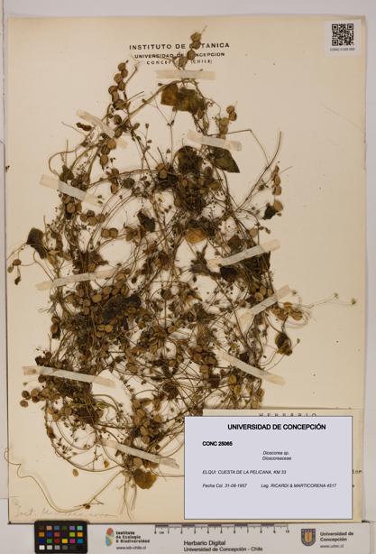Dioscorea sp. [Espécimen: ]