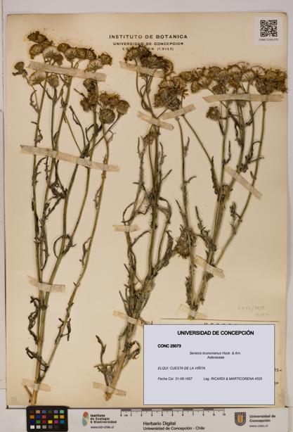 Senecio brunonianus [Espécimen: UDEC:CONC:0025073]